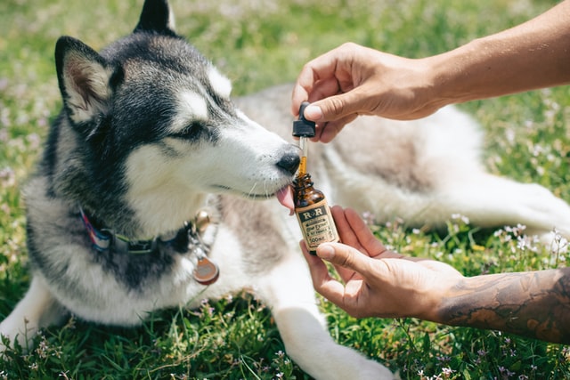 Cachorro da raça husky siberiano tomando remédio oferecido pelo cuidador.