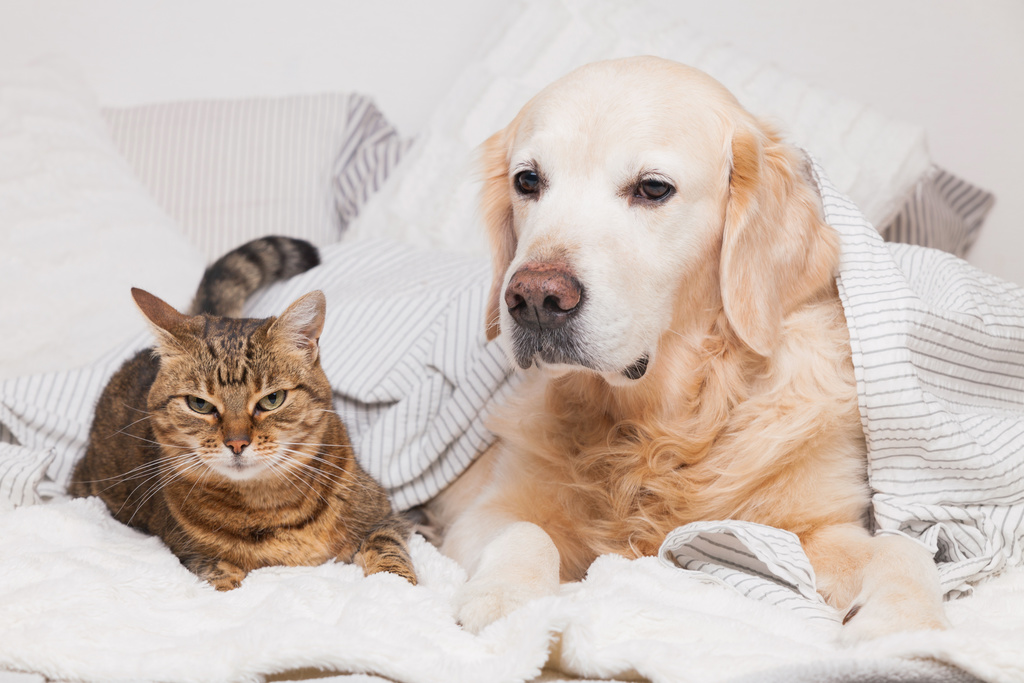 Cão caramelo e gato rajado deitados em uma cama com travesseiros.